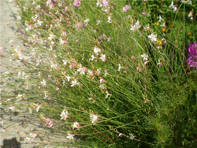 gaura